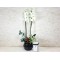 Orchid Plant In Face Vase 4
