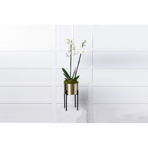 White Orchid Plant 
