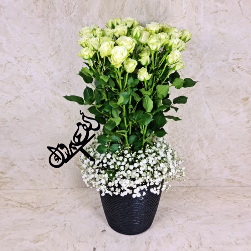 Beauty Baby Rose Graduation