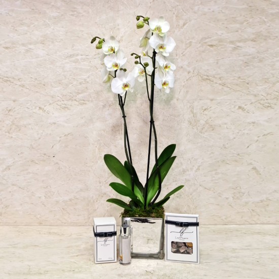 Orchid Plant 1013