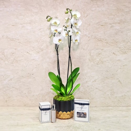 Orchid Plant 1018