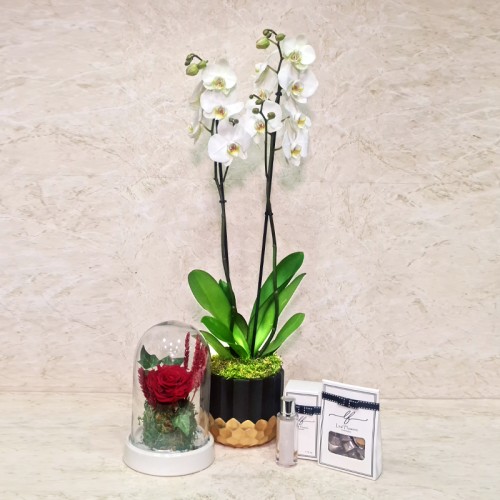 Orchid Plant And Gifts 59