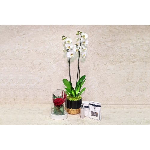 Orchid Plant And Gifts 59