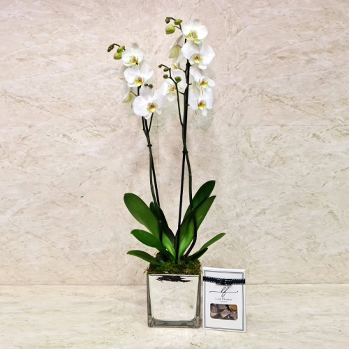 Orchid Plant 1011