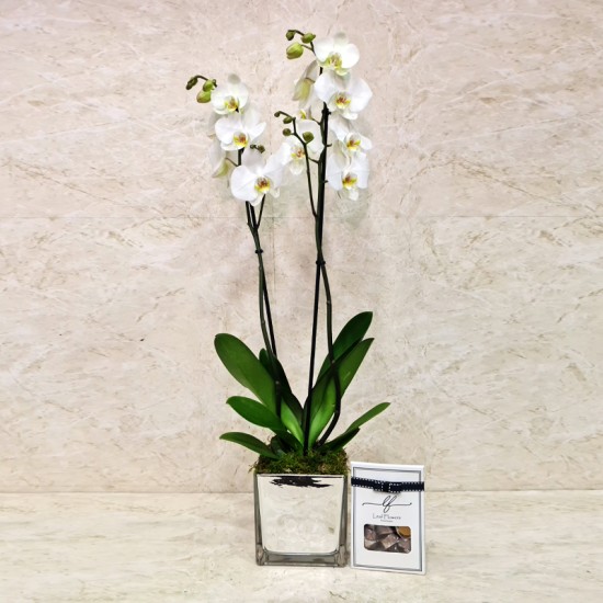 Orchid Plant 1011