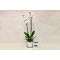 Orchid Plant 1011