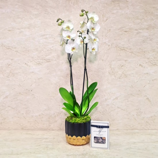 Orchid Plant 1016