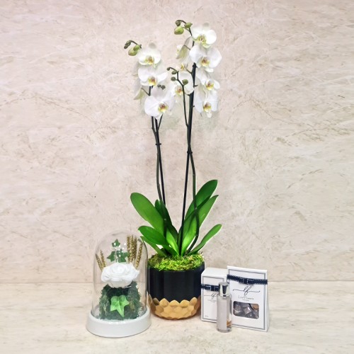 Orchid Plant And Gifts 60