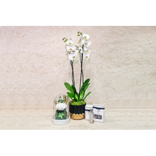 Orchid Plant And Gifts 60