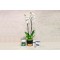 Orchid Plant And Gifts 60
