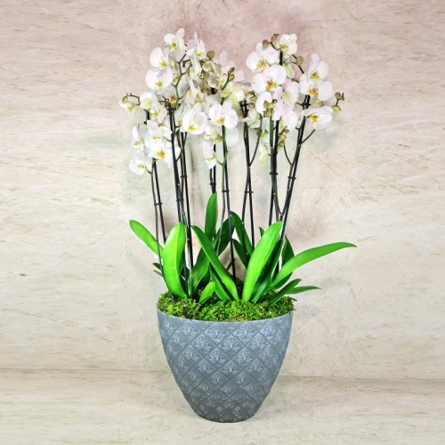 Large Orchid Plants 4