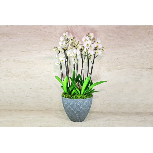 Large Orchid Plants 4