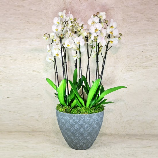 Large Orchid Plants 4