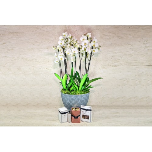 Large Orchid Plants 7