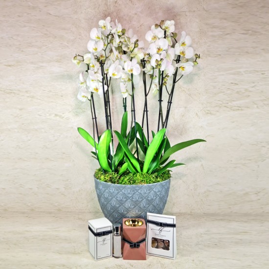Large Orchid Plants 7
