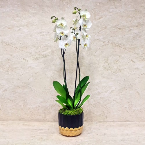 Orchid Plant 1015