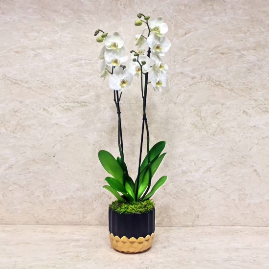 Orchid Plant 1015