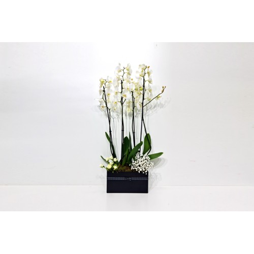 Orchid Plant Box 3