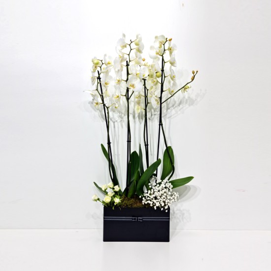 Orchid Plant Box 3