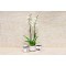 White Orchid Face Vase 4