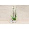 White Orchid Face Vase 3