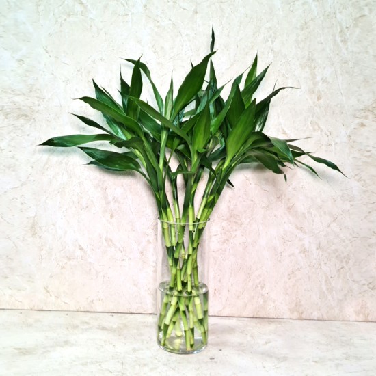 Mini Bamboo Vase 50cm