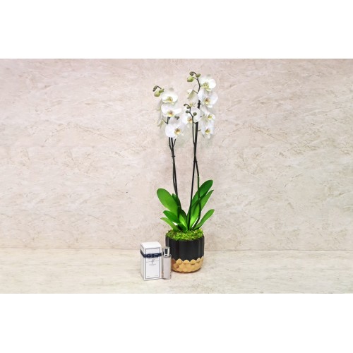 Orchid Plant 1017