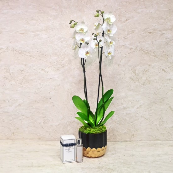 Orchid Plant 1017