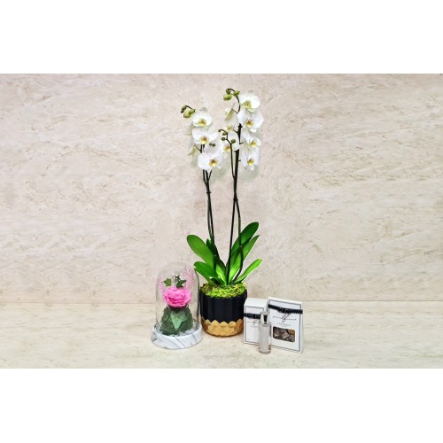 Orchid Plant And Gifts 61
