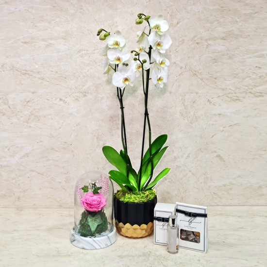 Orchid Plant And Gifts 61