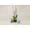 Orchid Plant And Gifts 61