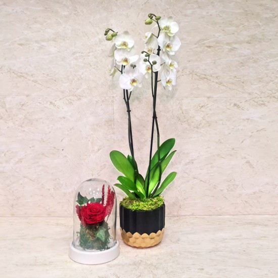 Orchid Plant And Long Lasting Red Flower