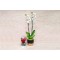Orchid Plant And Long Lasting Red Flower