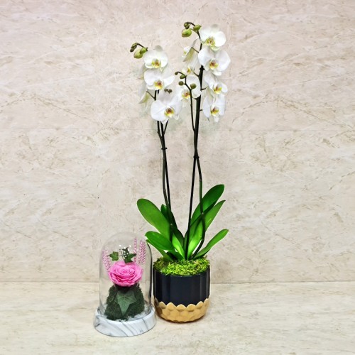 Orchid Plant And Long Lasting Pink Flower