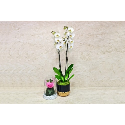 Orchid Plant And Long Lasting Pink Flower