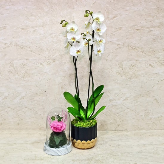 Orchid Plant And Long Lasting Pink Flower