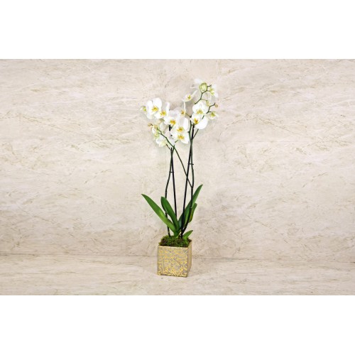 orchid Plant 30