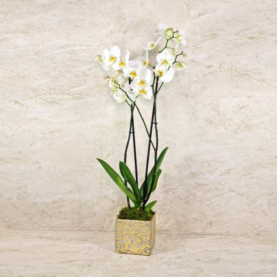orchid Plant 30