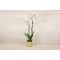 orchid Plant 30