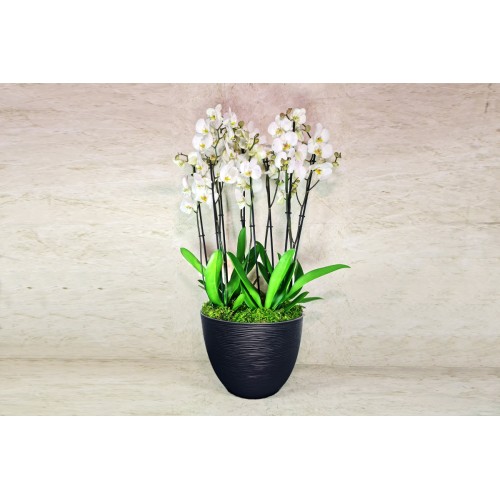 Large Orchid Plants 4 Large Orchid Plants 4