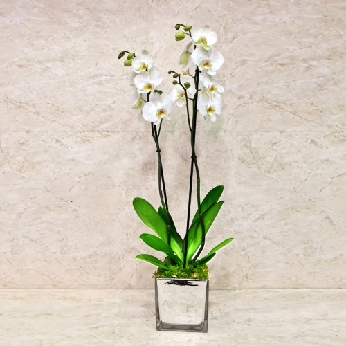 Orchid Plant 1010 Orchid Plant 1010