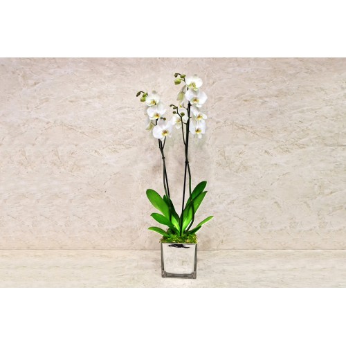 Orchid Plant 1010