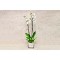 Orchid Plant 1010