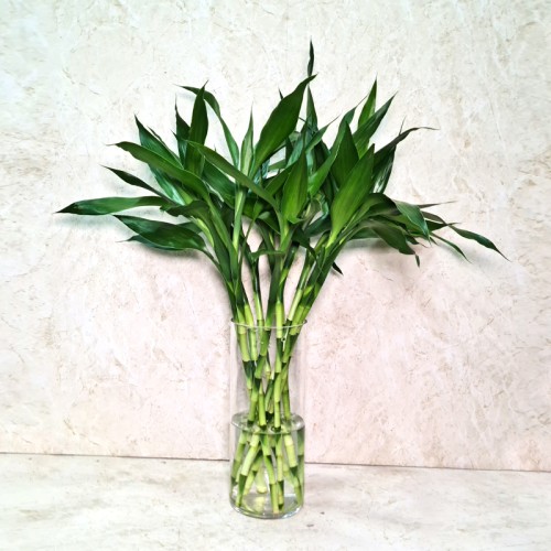 Mini Bamboo Vase 50cm Mini Bamboo Vase 50cm