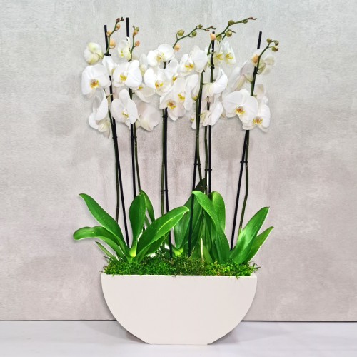 Boat shaped planter Boat shaped planter