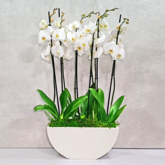 Boat shaped planter Boat shaped planter