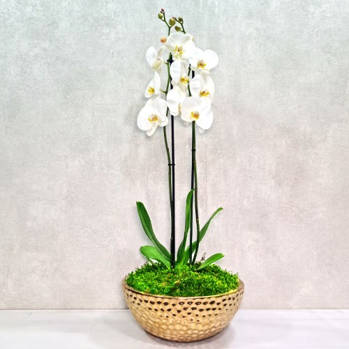 golden orchid 2 golden orchid 2