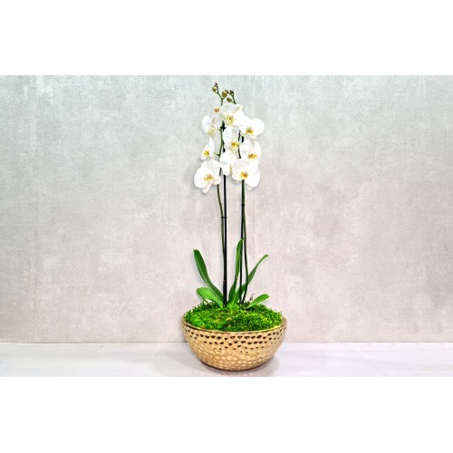 golden orchid 2
