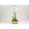 golden orchid 2