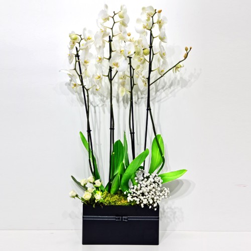 Orchid Plant Box 3 Orchid Plant Box 3